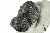 Bargain, Morocops Trilobite - Large Specimen #287374-5